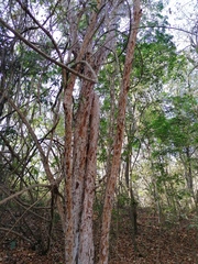 Calycophyllum candidissimum