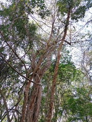 Calycophyllum candidissimum