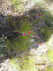 Tritoniopsis antholyza