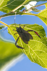 Acanthocephala mercur