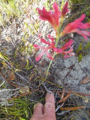 Tritoniopsis antholyza