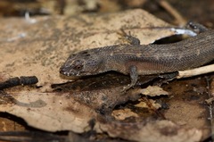 Bavay's Keeled Skink photo 2
