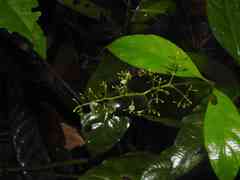 Palicourea paniculata