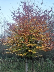 Fagus sylvatica
