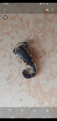 Uroplectes flavoviridis