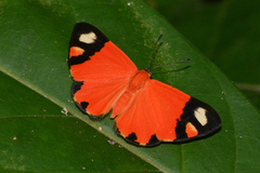 Mesene epaphus pyrrha