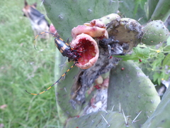 Dendrobias mandibularis