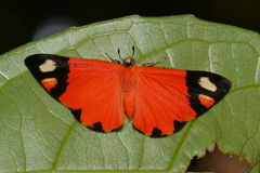 Mesene epaphus pyrrha