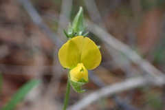 Crotalaria rotundifolia