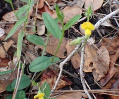 Crotalaria rotundifolia