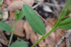 Crotalaria rotundifolia