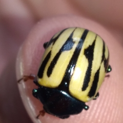 Leptinotarsa flavitarsis