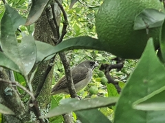 Sporophila caerulescens