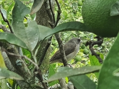 Sporophila caerulescens