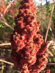 Rhus typhina