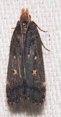 Dichomeris agonia