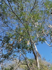 Albizia occidentalis