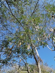 Albizia occidentalis