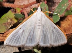Diaphania costata