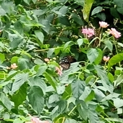 Ideopsis vulgaris