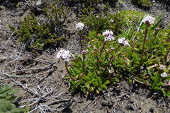 Valeriana fonkii