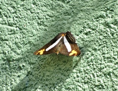 Adelpha barnesia