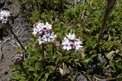 Valeriana fonkii