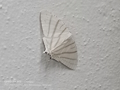 Urapteroides astheniata