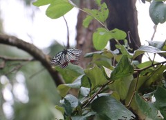 Hestina assimilis formosana