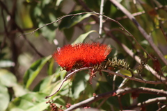Combretum farinosum