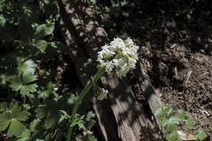Valeriana laxiflora