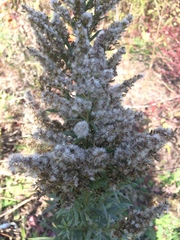 Solidago
