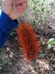 Combretum farinosum