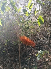 Combretum farinosum
