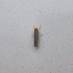 Ferrariana trivittata