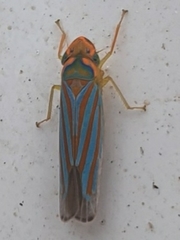 Ferrariana trivittata
