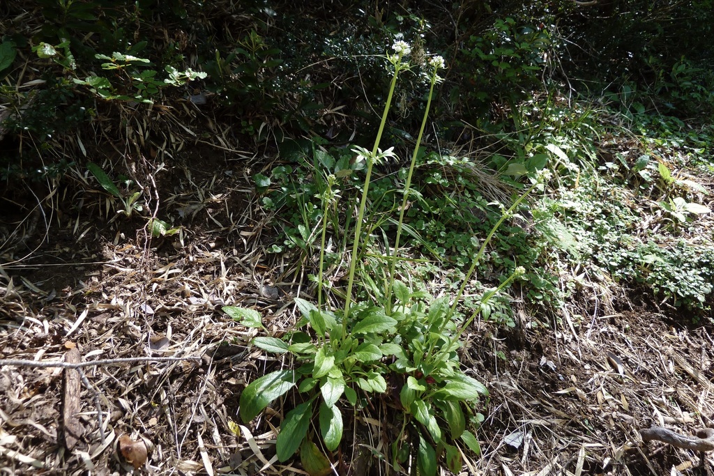 Valeriana laxiflora