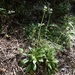 Valeriana laxiflora - Photo (c) coqwallon, alguns direitos reservados (CC BY-NC), uploaded by coqwallon