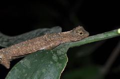Draco maculatus