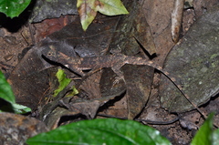 Draco maculatus