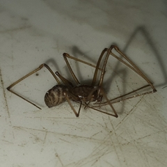 Scytodes