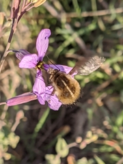 Bombylius analis