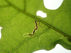 Stigmella saginella