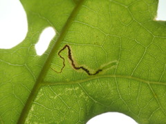 Stigmella saginella