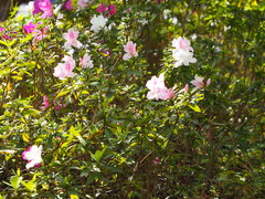 Rhododendron × pulchrum