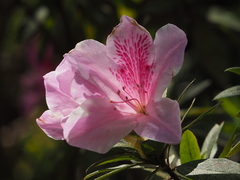 Rhododendron × pulchrum