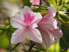 Rhododendron × pulchrum