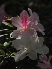 Rhododendron × pulchrum