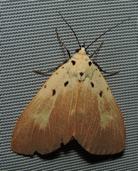 Asota iodamia