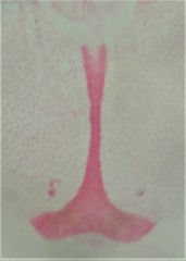 Eupithecia misturata